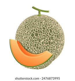 Melón cantaloupe, Ilustración vectorial de frutas 10