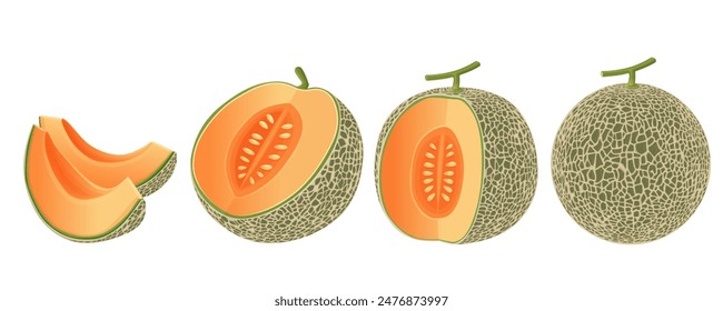 Cantaloupe melon, fruit vector illustration 10