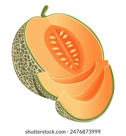 Cantaloupe melon, fruit vector illustration 10