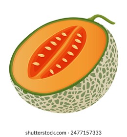 Melón cantaloupe, Ilustración vectorial de frutas 10