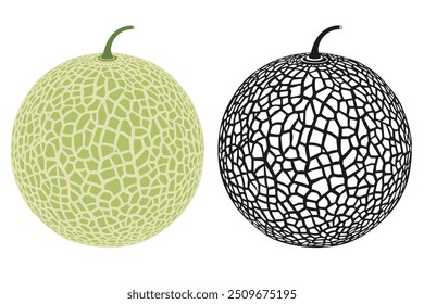 Cantaloupe melon, fruit vector illustration 10