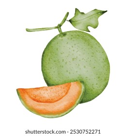 Melão cantaloupe, ilustração vetor de frutas fundo branco.   