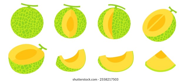 Cantaloupe melon, fruit vector illustration 10	