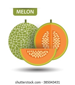 Cantaloupe Melon, Fruit Vector Illustration