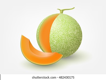 Cantaloupe melon, fruit vector illustration