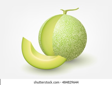 Cantaloupe Melon, Fruit Vector Illustration