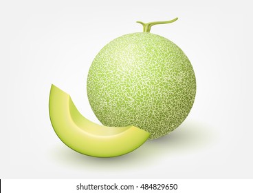 Cantaloupe melon, fruit vector illustration