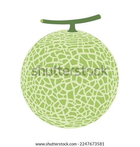 Cantaloupe melon, fruit vector illustration 10