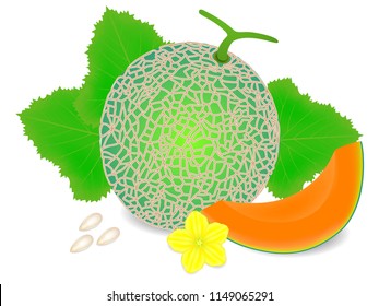 Cantaloupe melon with a slice, leaves and a yellow flower, seeds on a white background.