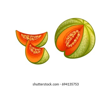 Cantaloupe melon sliced and two slices on white background, colorful vector illustration