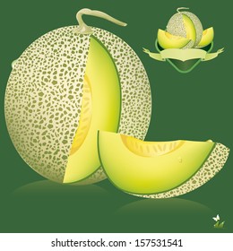cantaloupe melon. vector illustration