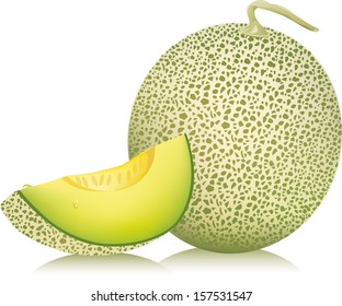 Cantaloupe Melon. Vector Illustration