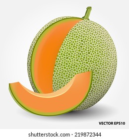 cantaloupe melon.vector illustration 