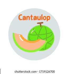 Cantaloupe on white background  Vector