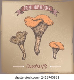 Cantharellus cibarius aka golden chanterelle color sketch on vintage background. Edible mushrooms series. Great for cooking, traditional medicine, gardening.