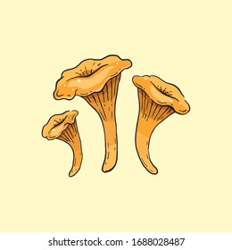 cantharellus cibarius isolated on light background