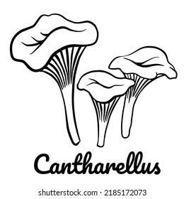 Cantharellus line icon. Vector mushroom illustration isolated on white background for book, market, restaurant menu, package design.