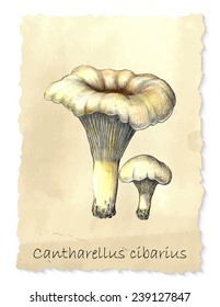 Cantharellus mushrooms. Hand drawn pencil painting on vintage background. Vector illustration