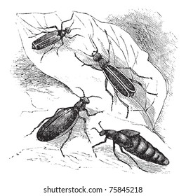 Cantharis or lytta  vesticatoria, Spanish fly or blister beetle vintage engraving. Old engraved illustration of Cantharis vesticatoria with leaf.