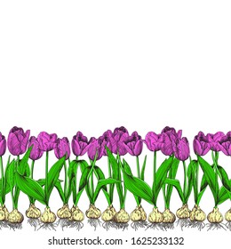 Canvas of tulips on a white background. Bouquets of pink tulips with green leaves and roots of bulbs. Seamless vector pattern.