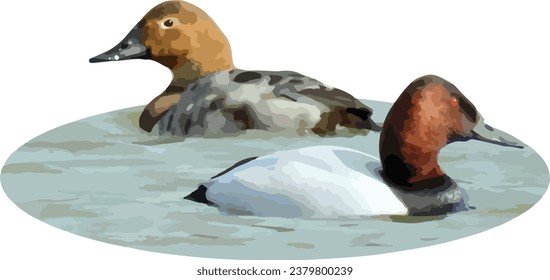 Canvasback (Aythya valisineria) Male and Female Duck Isolated