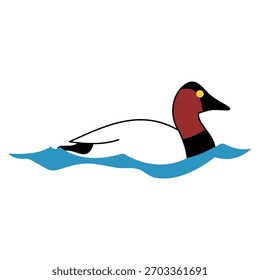 Canvasback bird realistic vector illustration