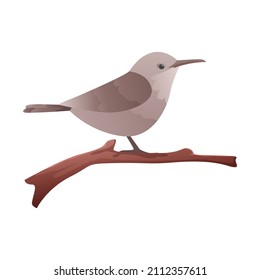 Canyon Wren Perched on branch with isolated background
