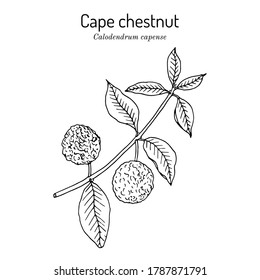 Cape chestnut (Calodendrum capense), medicinal plant. Hand drawn botanical vector illustration
