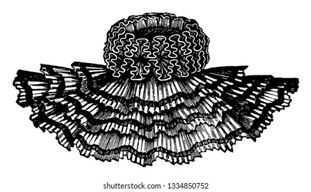 Cape Collar is worn over the cape for decorative reasons, vintage line drawing or engraving illustration.