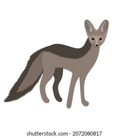 Cape fox vector illustration. Wild mammal animal.