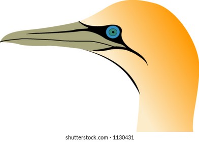 Cape Gannet