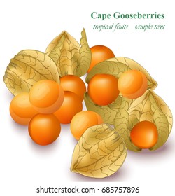 Cape gooseberries realistic Vector isolated on white background