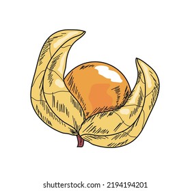 cape gooseberries superfood fruit icon