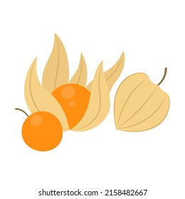 Cape gooseberry fruit isolated on white background. Physalis peruviana, goldenberry, aguaymanto, uvilla or uchuva vector icon. Illustration of exotic tropical fruits in flat style.