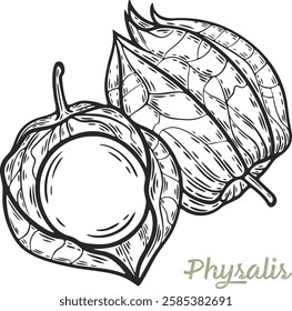 Cape gooseberry physalis peruviana berry fruit leaf plant branch superfood engraving hand drawn illustration black white isolated vintage line art sketch silhouette graphic style poster label web