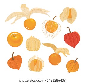 Cape Gooseberry or physalis peruviana or golden berry