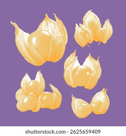 Cape gooseberry, cape gooseberry vector, cape gooseberry illustration, line drawing on purple background.