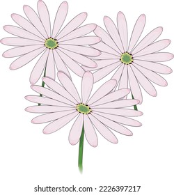Cape Marigold Blumen Vektorgrafik