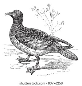 Cape Petrel or Cape Pigeon or Daption capense, vintage engraved illustration. Trousset encyclopedia (1886 - 1891).