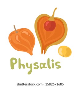Cape physalis fruit icon, fruit with husk. Physalis alkekengi, bladder cherry, Japanese lantern, strawberry groundcherry, Chinese lantern or winter cherry.