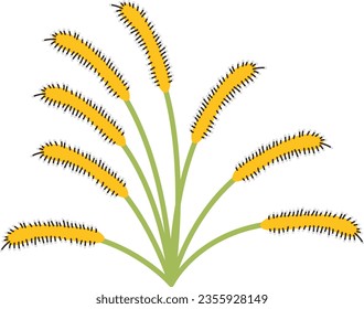 Cape Sundew carnivorous plant vector illustration in isolated white background