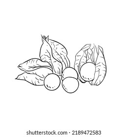 Cape-goseberry hand drawing illustration in black color isolated on white background in vector
