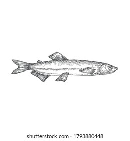 Capelin Hand Drawn Doodle Vector Illustration. Abstract Seafood Fish Sketch. Engraving Style Drawing. Isolated.