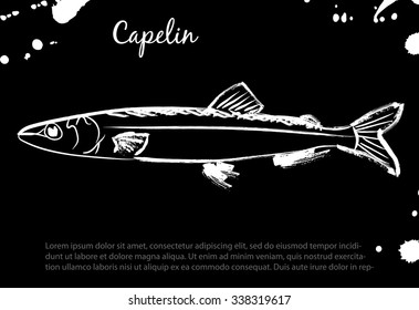 Capelin.  Vector isolated illustration. Ink. Hand drawn