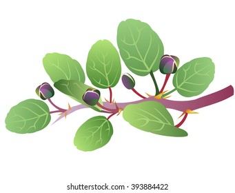Caper. Hand drawn vector illustration of caper (Capparis spinosa) with buds.