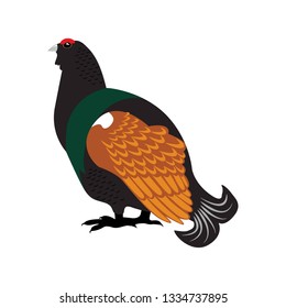 Capercaillie bird flat icon on white background.