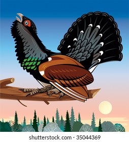Capercaillie mating-place on a branch