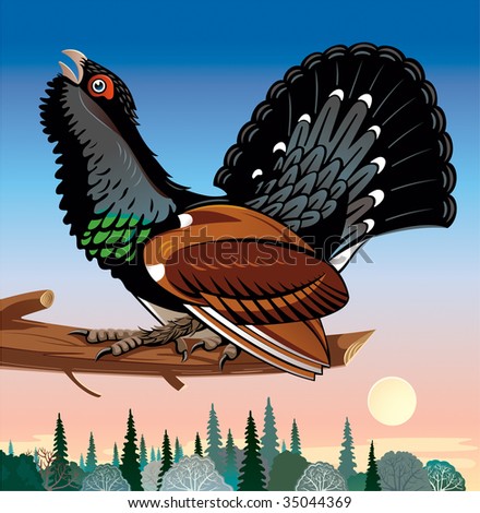 Capercaillie mating-place on a branch
