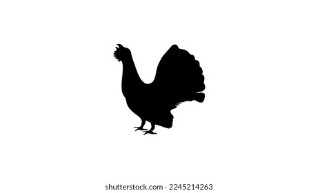 capercaillie silhouette, high quality vector