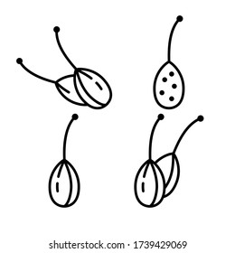 Capers, berry of caper-bush. Set of linear icons. Spicy spice with stalk. Black simple illustration of aromatic seasoning for food. Contour isolated vector emblem on white background. Packaging logo